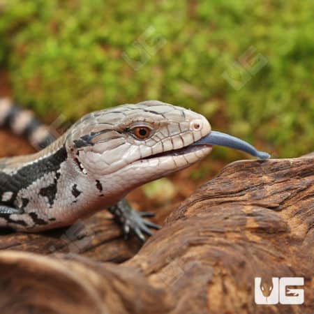 Close-up of a Baby Merauke Blue Tongue Skink with blue tongue extended.