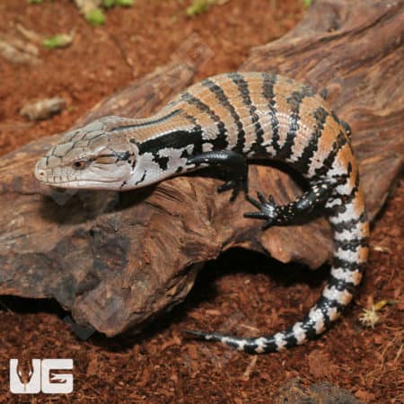 Merauke Blue Tongue Skink in natural habitat with distinctive striped pattern.