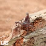 Minotaur Forest Scorpion (Heterometrus laevigatus) For Sale - Underground Reptiles