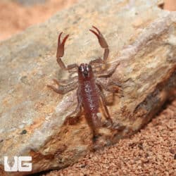 Minotaur Forest Scorpion (Heterometrus laevigatus) For Sale - Underground Reptiles