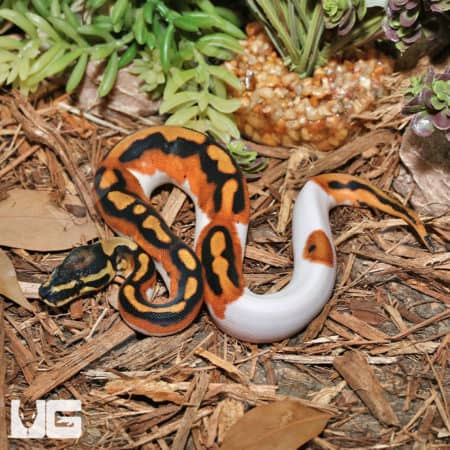 Baby Male Orange Dream Pied Ball Pythons (Python regius) for sale