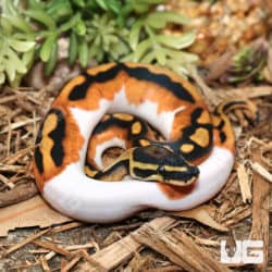 Baby Male Orange Dream Pied Ball Pythons (Python regius) for sale