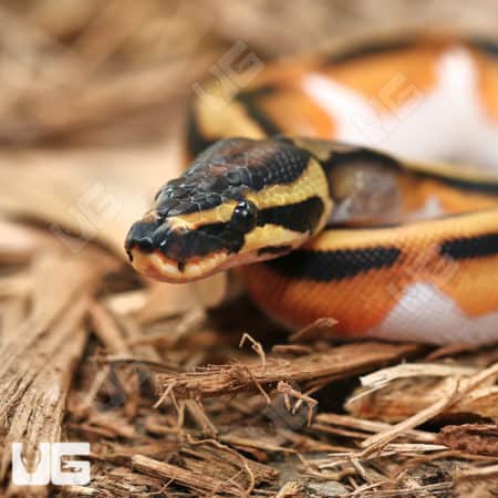 Baby Male Orange Dream Pied Ball Pythons (Python regius) for sale