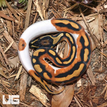 Baby Male Orange Dream Pied Ball Pythons (Python regius) for sale