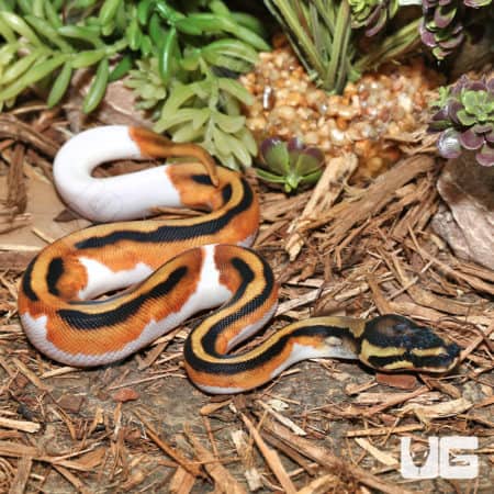 Baby Male Orange Dream Pied Ball Pythons (Python regius) for sale