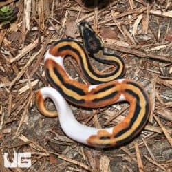 Baby Male Orange Dream Pied Ball Pythons (Python regius) for sale
