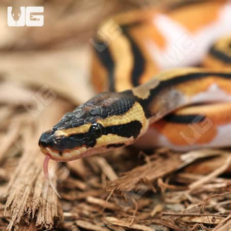 Baby Male Orange Dream Pied Ball Pythons (Python regius) for sale