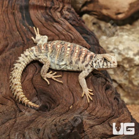 Baby Ornate Uromastyx (Uromastyx ornata) for sale