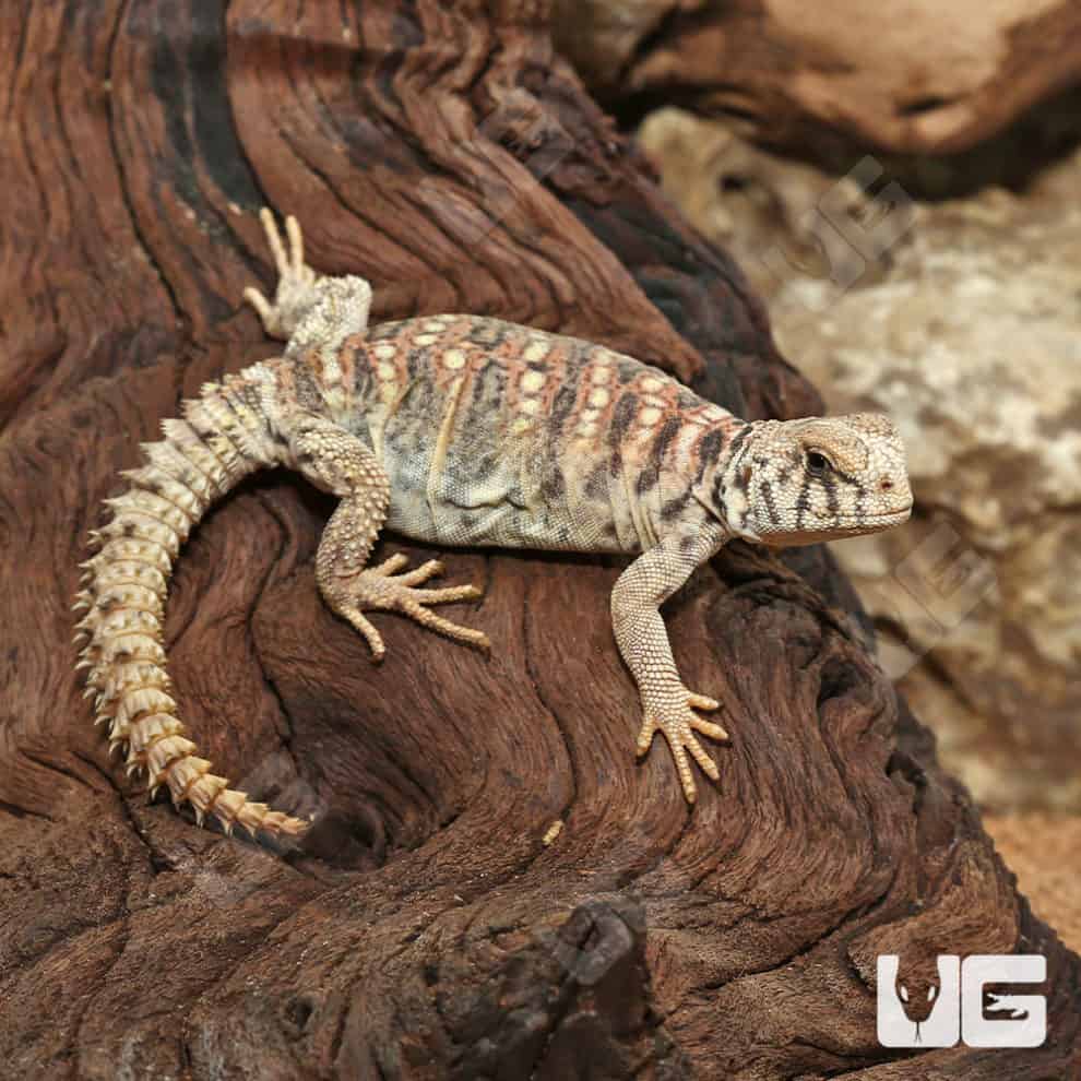 Baby Ornate Uromastyx For Sale - Underground Reptiles