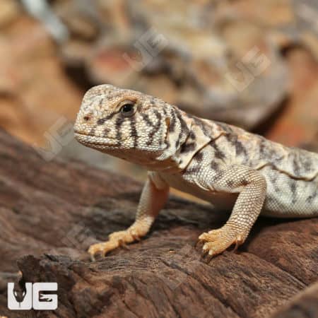Baby Ornate Uromastyx (Uromastyx ornata) for sale