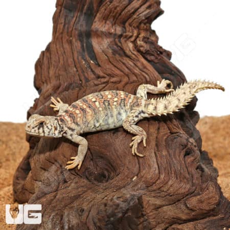 Baby Ornate Uromastyx (Uromastyx ornata) for sale