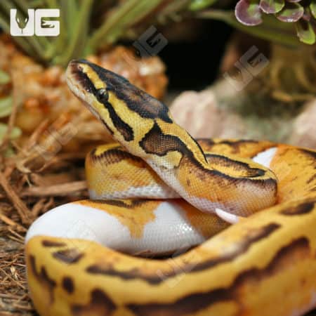 Pastel Enchi Pied Ball Python, baby female, vibrant yellow and black pattern.