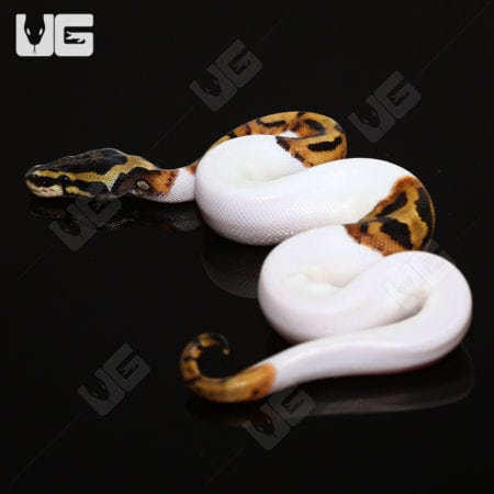 Baby Pied Ball Pythons (Python regius) For Sale - Underground Reptiles
