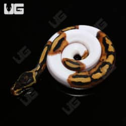 Baby Pied Ball Pythons (Python regius) for sale