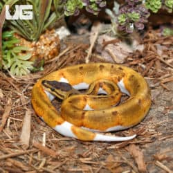 Baby Female Pinstripe Enchi Pied Ball Pythons (Python regius) for sale