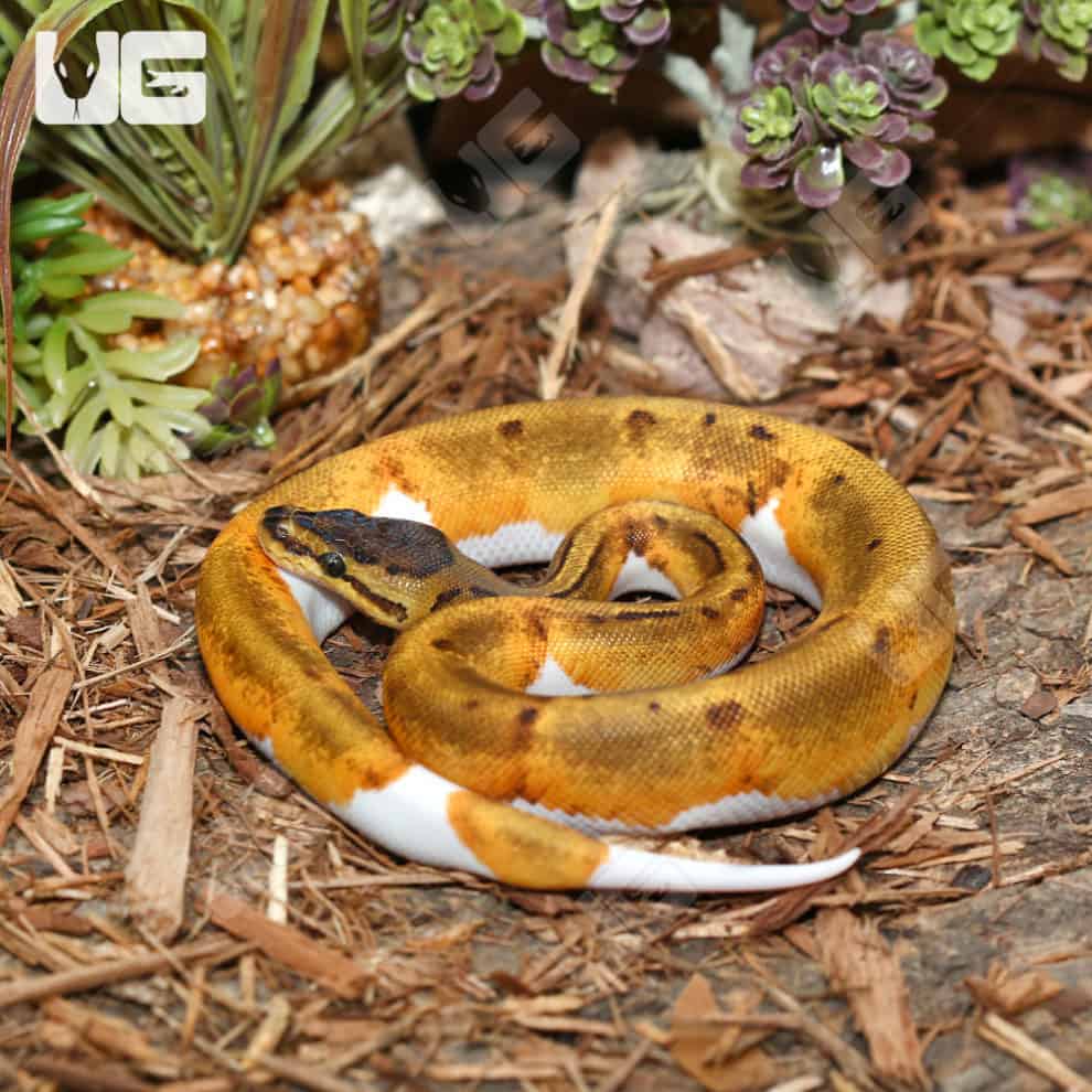 Baby Enchi Pied Ball Python For Sale - Underground Reptiles