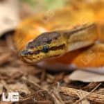 Baby Female Pinstripe Enchi Pied Ball Pythons (Python regius) for sale