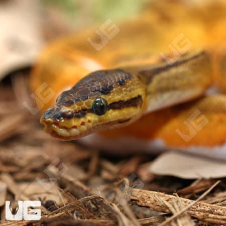 Baby Female Pinstripe Enchi Pied Ball Pythons (Python regius) for sale