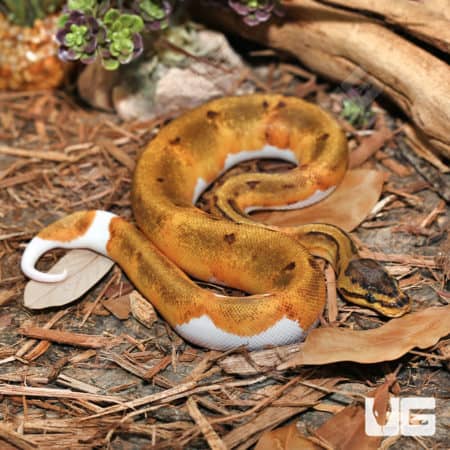 Baby Female Pinstripe Enchi Pied Ball Pythons (Python regius) for sale