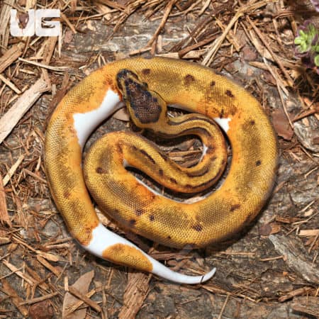 Baby Female Pinstripe Enchi Pied Ball Pythons (Python regius) for sale