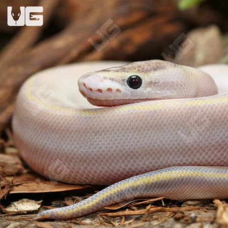 Puma Ball Pythons (Python regius) For Sale - Underground Reptiles