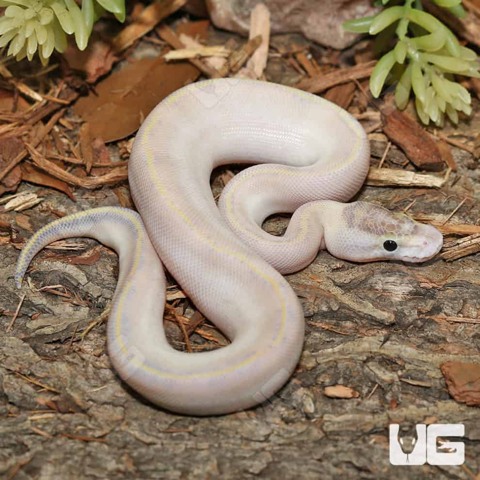 Baby Enchi Pied Ball Python For Sale - Underground Reptiles