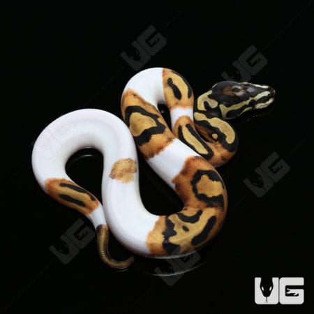 Baby Scaleless Head Pied Ball Python #4 "Scarecrow"