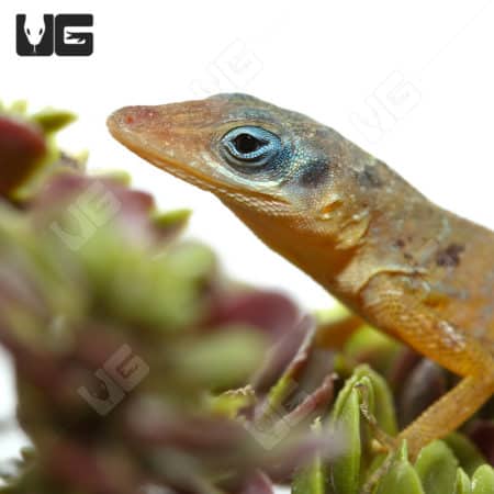 Close-up of a blue-eyed anole lizard on succulent plant.