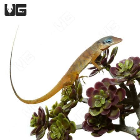 Lizard with blue eyes perched on succulent plant.