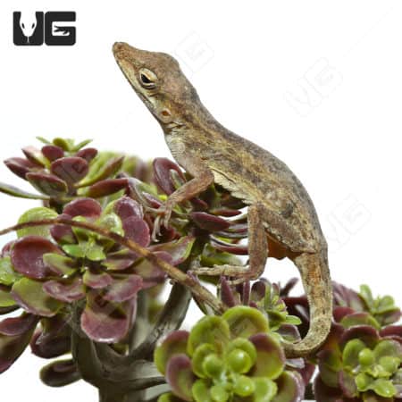 Blue Eyed Anole (Anolis pogus) For Sale - Underground Reptiles