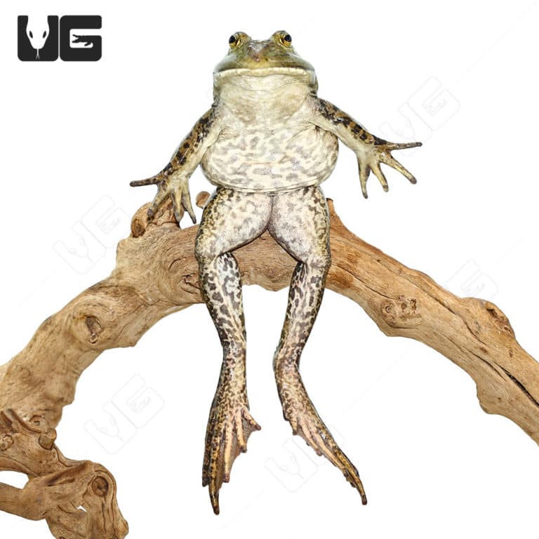 American Bullfrogs For Sale Underground Reptiles