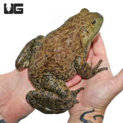 Giant American Bullfrogs (Lithobates catesbeianus) for sale