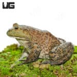 Giant American Bullfrogs (Lithobates catesbeianus) for sale