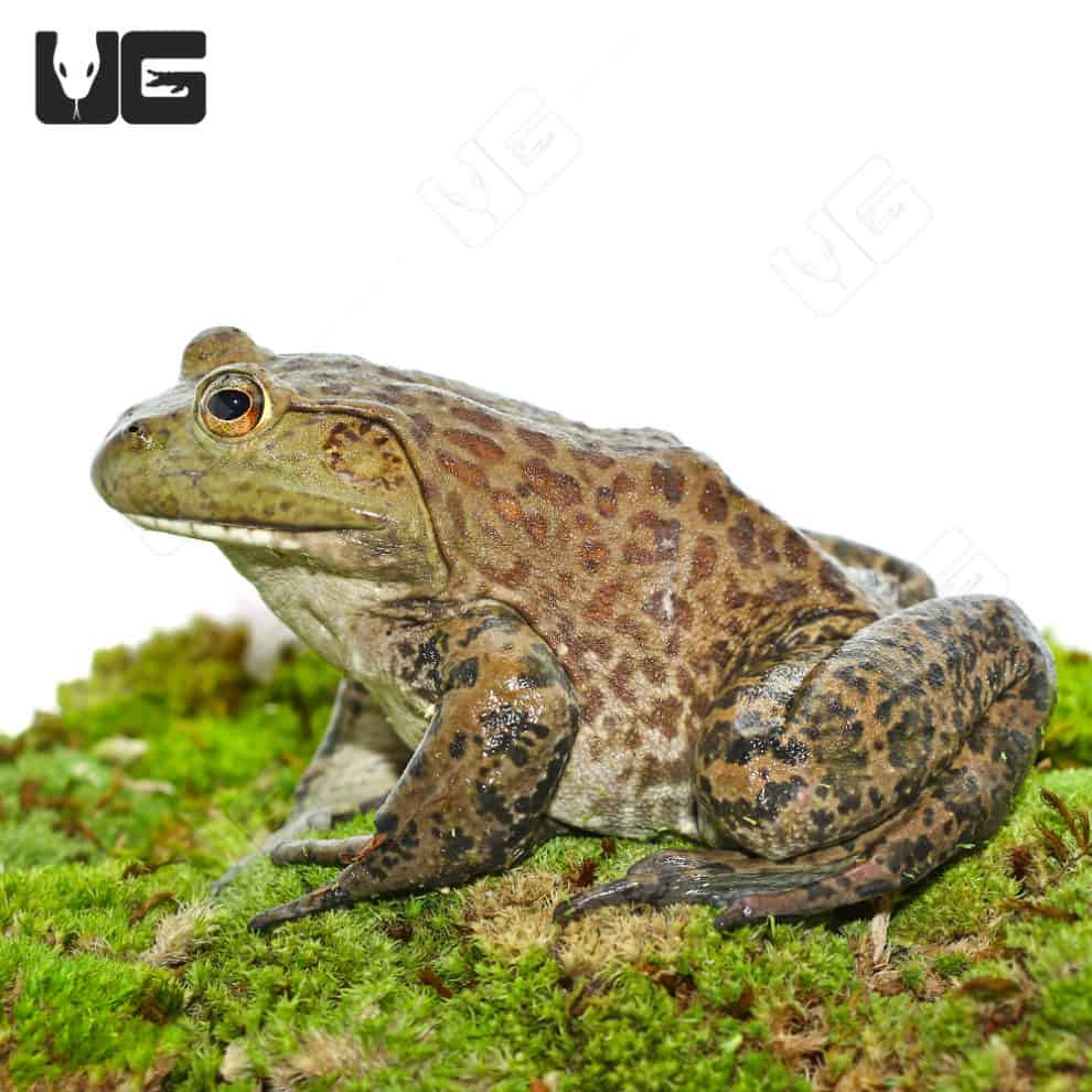 American Bullfrogs For Sale - Underground Reptiles