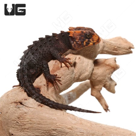Red Eyed Crocodile Skinks (Tribolonotus gracilis) for sale
