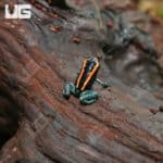 Golfodulcean Dart Frog (Phyllobates vittatus) For Sale - Underground Reptiles
