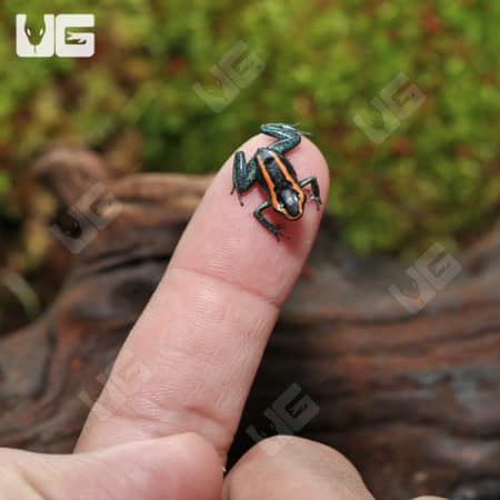 Golfodulcean Dart Frog (Phyllobates vittatus) For Sale - Underground Reptiles