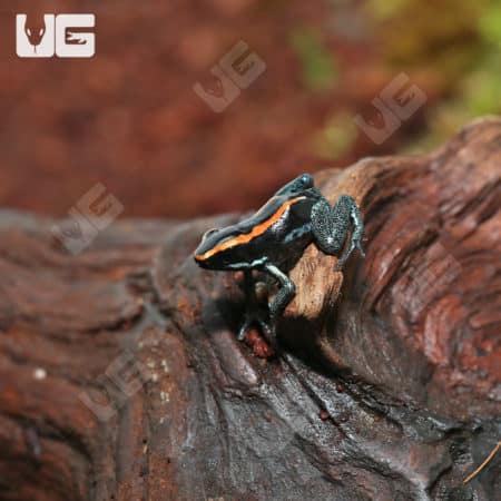 Golfodulcean Dart Frog (Phyllobates vittatus) For Sale - Underground Reptiles