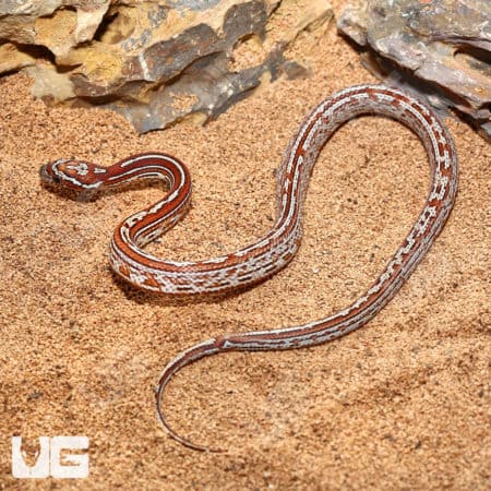 Baby Caramel Tessera Masque Cornsnakes (Pantherophis guttatus) For Sale - Underground Reptiles