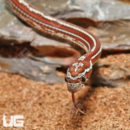 Baby Caramel Tessera Masque Cornsnake with vibrant pattern and colors.