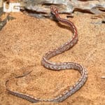 Baby Caramel Tessera Masque Cornsnakes (Pantherophis guttatus) For Sale - Underground Reptiles