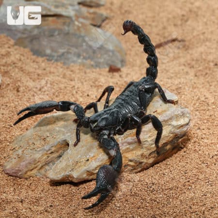 Live Congo Emperor Scorpion on sandy substrate for sale.