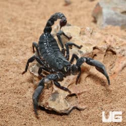 Congo Emperor Scorpion (Pandinus imperator) For Sale - Underground Reptiles