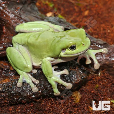 Dumpy Tree Frog resting on a log, showcasing vibrant green skin and distinctive features.