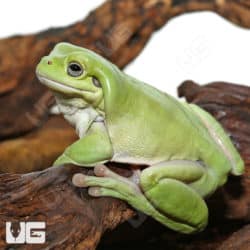 Dumpy Tree Frogs (Litoria caerulea) For Sale - Underground Reptiles