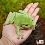 Dumpy Tree Frogs (Litoria caerulea) For Sale - Underground Reptiles