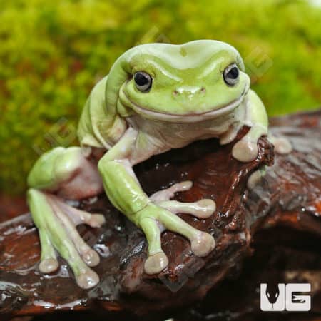 Dumpy Tree Frog sitting on a log in a natural habitat.