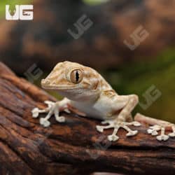 Fan Footed Geckos (Ptyodactylus hasselquistii) For Sale - Underground Reptiles