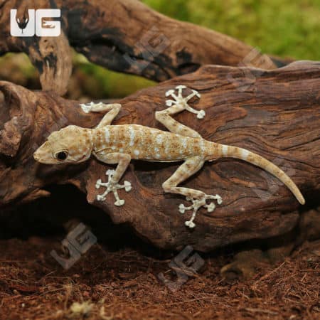 Fan Footed Geckos (Ptyodactylus hasselquistii) For Sale - Underground Reptiles