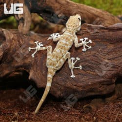 Fan Footed Geckos (Ptyodactylus hasselquistii) For Sale - Underground Reptiles